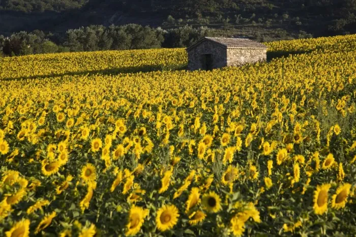 Framed Print : Field of sunflowers, Provence, France, Europe Framed Print : Field of sunflowers, Provence, France, Europe