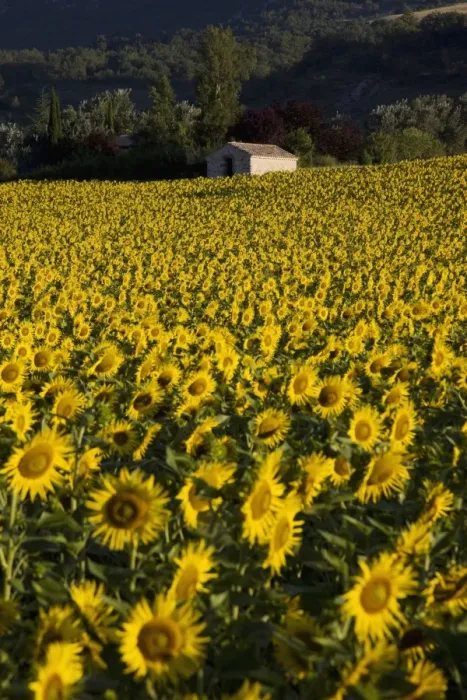 Framed Print : Field of sunflowers, Provence, France, Europe