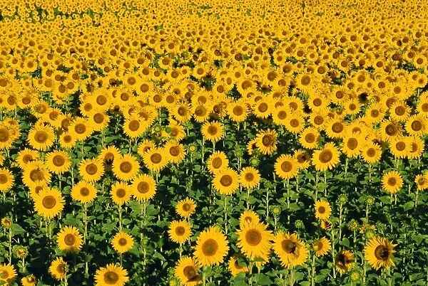 Field of sunflowers, Provence, Vaucluse, France