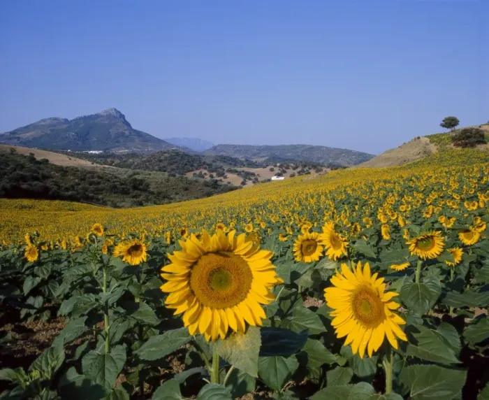 Framed Print : Field of sunflowers in summer Framed Print : Field of sunflowers in summer