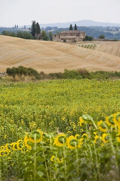 Field of sunflowers in the Tuscan landscape, Tuscany, Italy, Europe