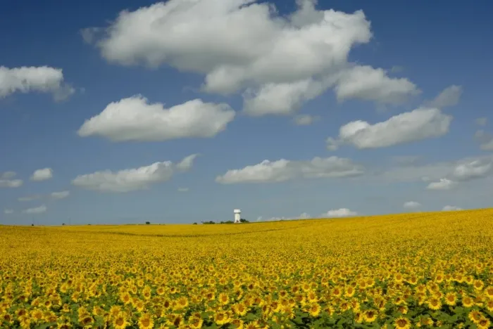 Framed Print : Field of sunflowers with water tower in distance, Charente, France, Europe Framed Print : Field of sunflowers with water tower in distance, Charente, France, Europe