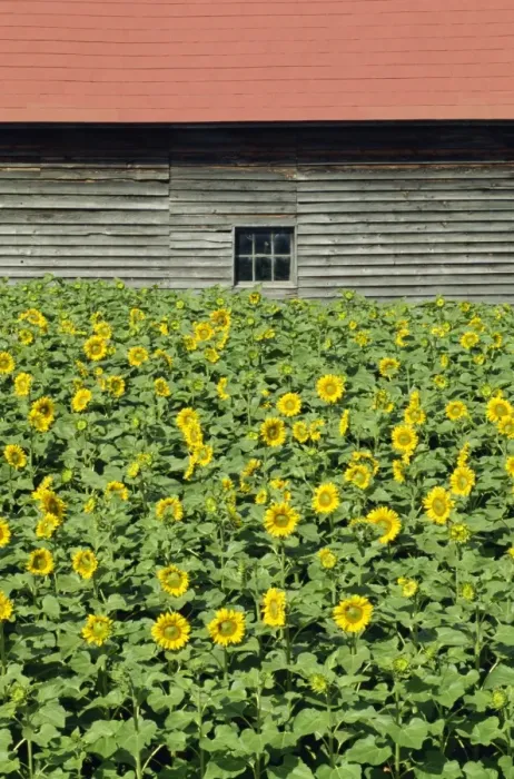 Framed Print : A field of sunflowers in front of a wooden farm building on Hokkaido Framed Print : A field of sunflowers in front of a wooden farm building on Hokkaido