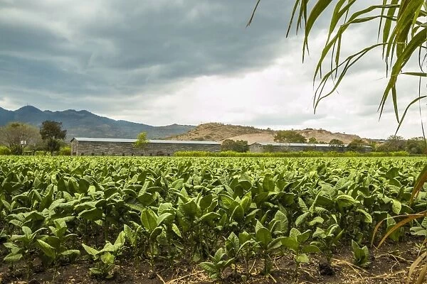 Field of tobacco plants in an important growing region in the north west, Condega, Nicaragua, Central America