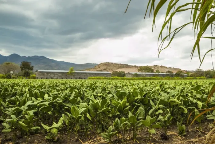 Framed Print : Field of tobacco plants in an important growing region in the north west, Condega, Nicaragua, Central America Framed Print : Field of tobacco plants in an important growing region in the north west, Condega, Nicaragua, Central America