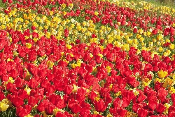 Field of tulips, Mainau Island in spring, Lake Constance, Baden-Wurttemberg, Germany