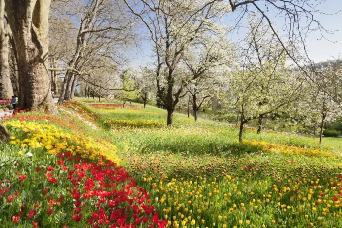 Framed Print : Field of tulips, Mainau Island in spring, Lake Constance, Baden-Wurttemberg, Germany Framed Print : Field of tulips, Mainau Island in spring, Lake Constance, Baden-Wurttemberg, Germany