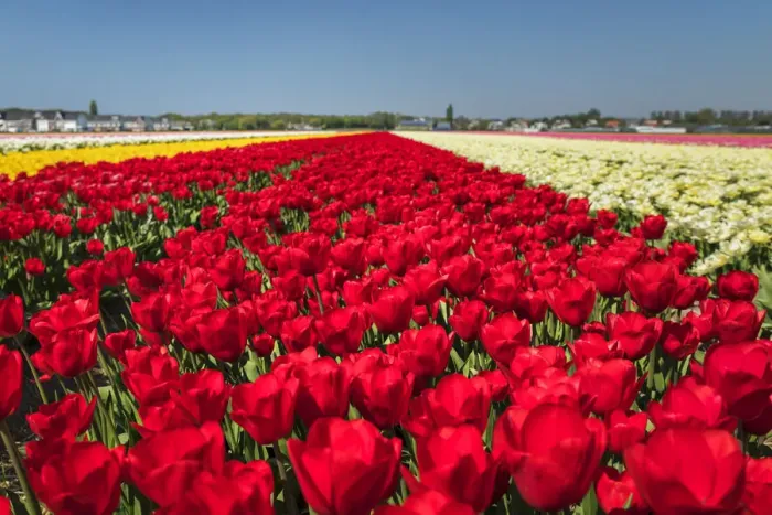 Framed Print : Field of tulips in spring, South Holland, Netherlands, Europe