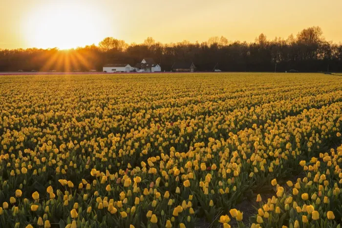 Framed Print : Field of tulips at sunset, South Holland, Netherlands, Europe