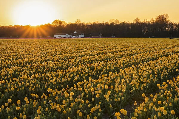 Field of tulips at sunset, South Holland, Netherlands, Europe