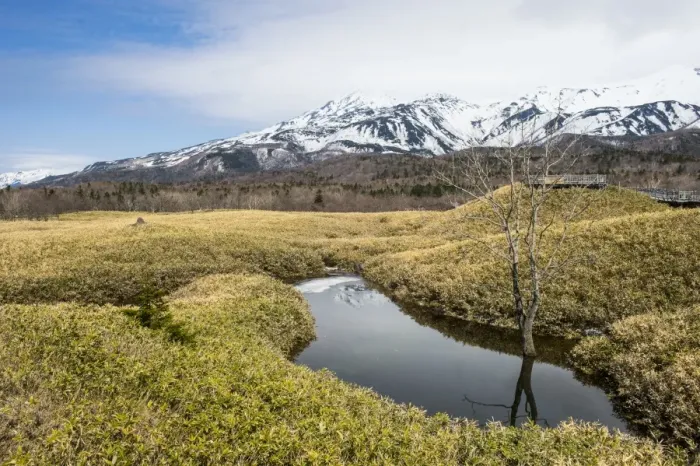 Framed Print : Field of Veitchs Bamboo in the Shiretoko Goko Lakes area, UNESCO World Heritage Site Framed Print : Field of Veitchs Bamboo in the Shiretoko Goko Lakes area, UNESCO World Heritage Site