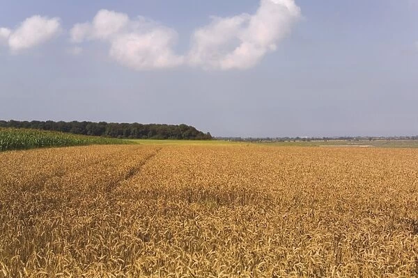 Field of wheat, Cap Hornu, Baie de la Somme, Picardy, France, Europe