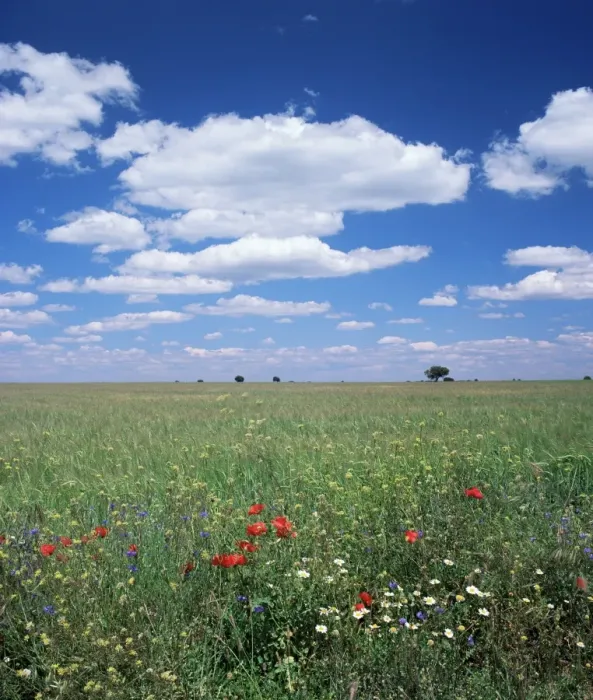 Framed Print : Field of wild flowers Framed Print : Field of wild flowers