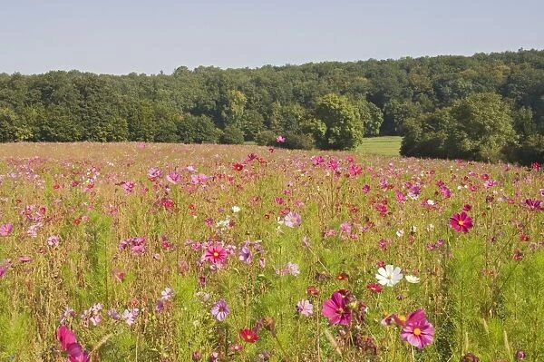 A field of wild flowers, Loire Valley, France, Europe