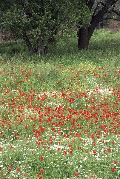Field of wild flowers with poppies