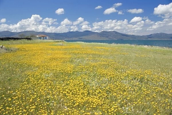 Field of wild flowers in Spring