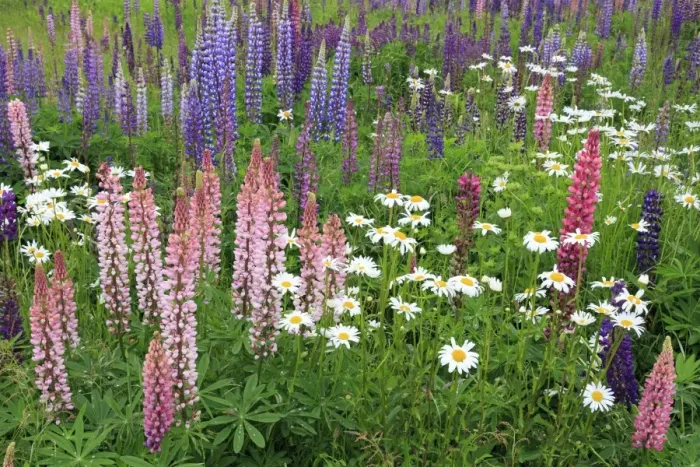 Framed Print : Field of wild lupines, Tacoma, Washington State, United States of America, North America Framed Print : Field of wild lupines, Tacoma, Washington State, United States of America, North America