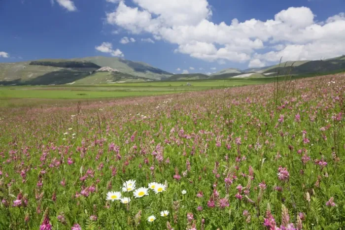 Framed Print : Field of wildflowers, Castelluccio di Norcia, Piano Grande, Monti Sibillini National Park Framed Print : Field of wildflowers, Castelluccio di Norcia, Piano Grande, Monti Sibillini National Park