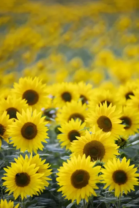 Framed Print : Field full of yellow sunflowers, Newbury, West Berkshire, England, United Kingdom, Europe Framed Print : Field full of yellow sunflowers, Newbury, West Berkshire, England, United Kingdom, Europe