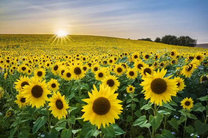 Framed Print : Field full of yellow sunflowers, Newbury, West Berkshire, England, United Kingdom, Europe Framed Print : Field full of yellow sunflowers, Newbury, West Berkshire, England, United Kingdom, Europe
