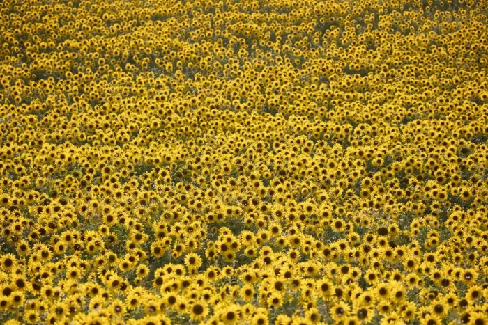 Framed Print : Field full of yellow sunflowers, Newbury, West Berkshire, England, United Kingdom, Europe Framed Print : Field full of yellow sunflowers, Newbury, West Berkshire, England, United Kingdom, Europe