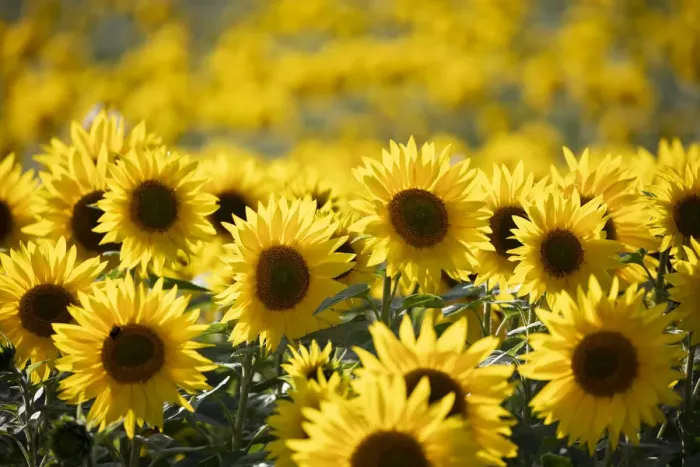 Framed Print : Field full of yellow sunflowers, Newbury, West Berkshire, England, United Kingdom, Europe Framed Print : Field full of yellow sunflowers, Newbury, West Berkshire, England, United Kingdom, Europe