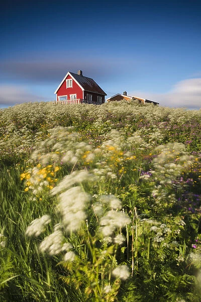 Fields of blooming flowers frame a typical wooden house of fishermen, Eggum, Unstad