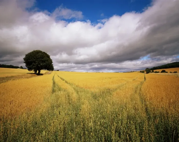 Framed Print : Fields of cereals Framed Print : Fields of cereals