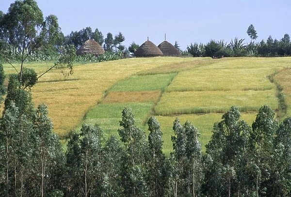 Fields in the countryside in the land of the Gourague, Hosana region, Shoa province
