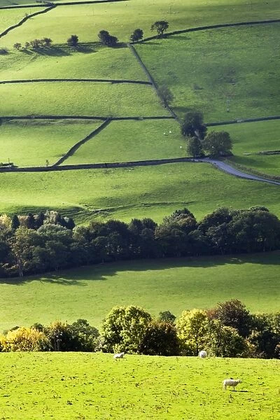 Fields and dry stone walls in Nidderdale, Pateley Bridge, North Yorkshire, Yorkshire, England, United Kingdom, Europe