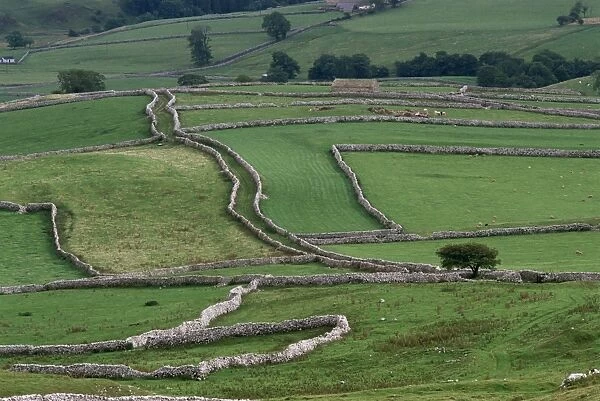 Fields and dry stone walls, Yorkshire, England, United Kingdom, Europe
