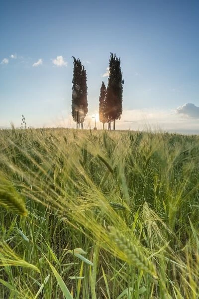 Fields of ears of corn and cypresses on the gentle green hills of Val d Orcia, UNESCO