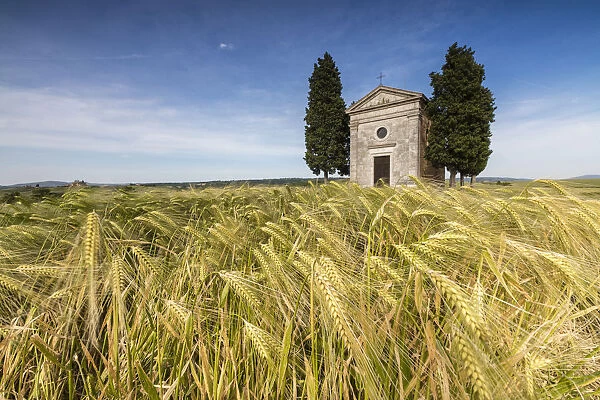Fields of ears of corn on the gentle green hills of Val d Orcia, UNESCO World Heritage Site