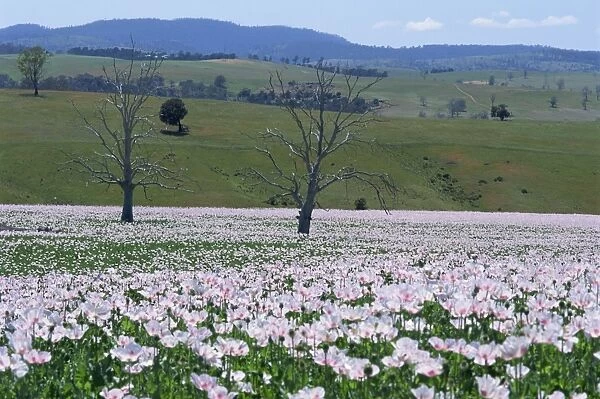 Fields of flowering opium poppies grown legally for morphine production