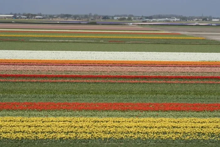 Framed Print : Fields of flowers growing near Keukenhof Gardens, near Leiden, Netherlands, Europe Framed Print : Fields of flowers growing near Keukenhof Gardens, near Leiden, Netherlands, Europe