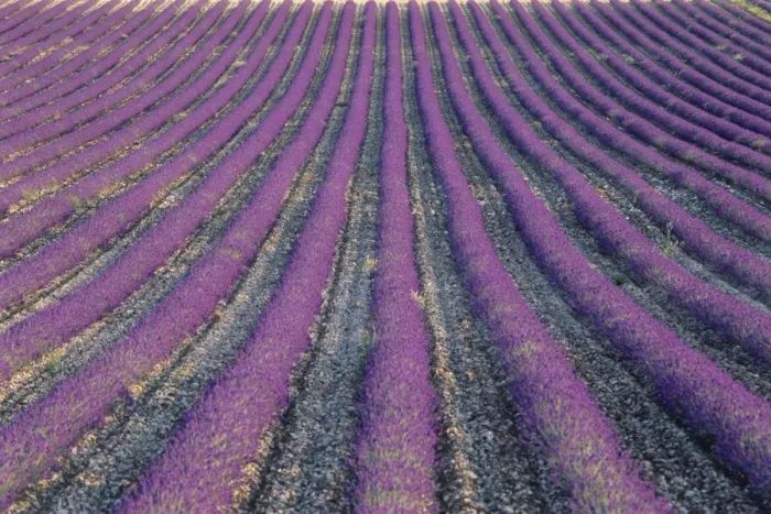 Framed Print : Fields of lavender, Sauli, Vaucluse, Provence, France, Europe Framed Print : Fields of lavender, Sauli, Vaucluse, Provence, France, Europe