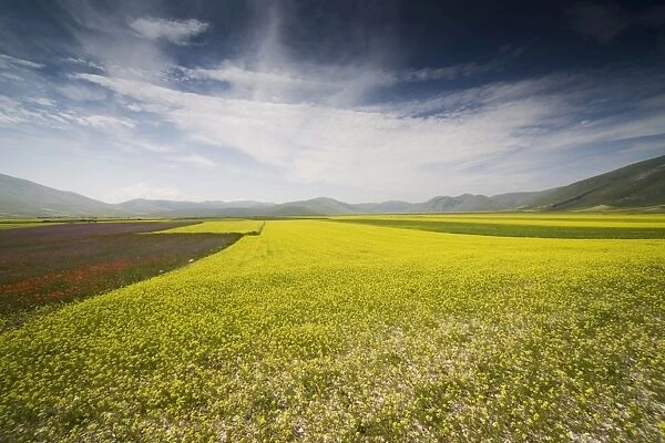 Fields of lentils, Highland of Castelluccio di Norcia, Norcia, Umbria, Italy, Europe