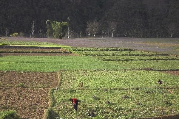 Fields near Bandare Village, Trisuli Valley, Nepal, Asia