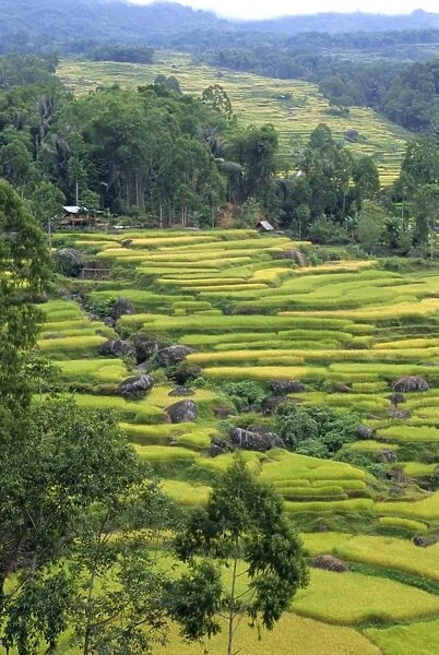 Fields near the highest mountain in Toraja
