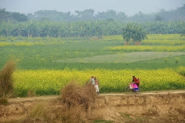 Fields near village on the bank of the Hooghly river, West Bengal, India, Asia