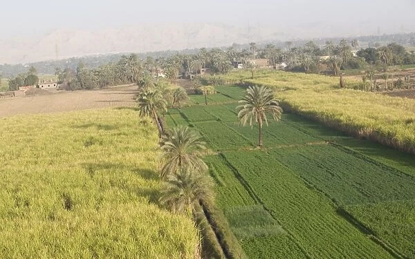 Fields along the Nile, Egypt, North Africa, Africa