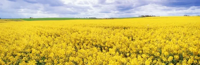 Framed Print : Fields of oil seed rape, near Seahouses, Northumberland, England, United Kingdom, Europe Framed Print : Fields of oil seed rape, near Seahouses, Northumberland, England, United Kingdom, Europe