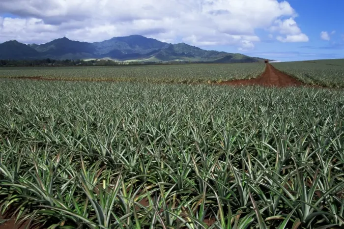 Framed Print : Fields of pineapples owned by Delmonte Framed Print : Fields of pineapples owned by Delmonte