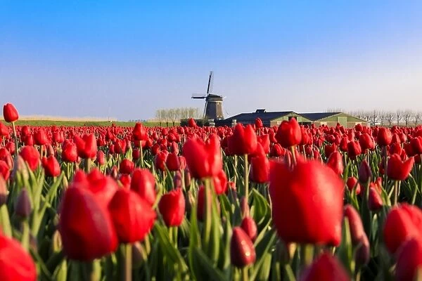 Fields of red tulips surround the typical windmill, Berkmeer, municipality of Koggenland