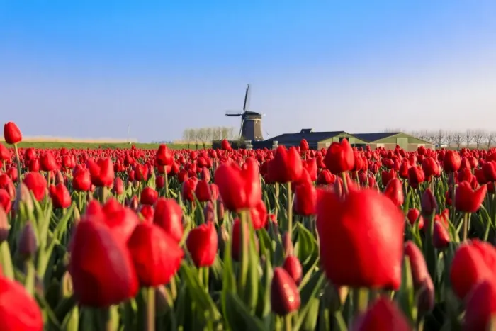 Framed Print : Fields of red tulips surround the typical windmill, Berkmeer, municipality of Koggenland Framed Print : Fields of red tulips surround the typical windmill, Berkmeer, municipality of Koggenland