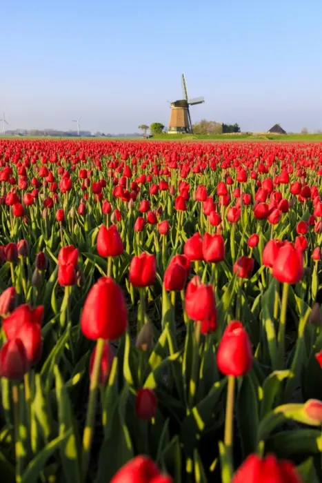 Framed Print : Fields of red tulips surround the typical windmill, Berkmeer, municipality of Koggenland Framed Print : Fields of red tulips surround the typical windmill, Berkmeer, municipality of Koggenland