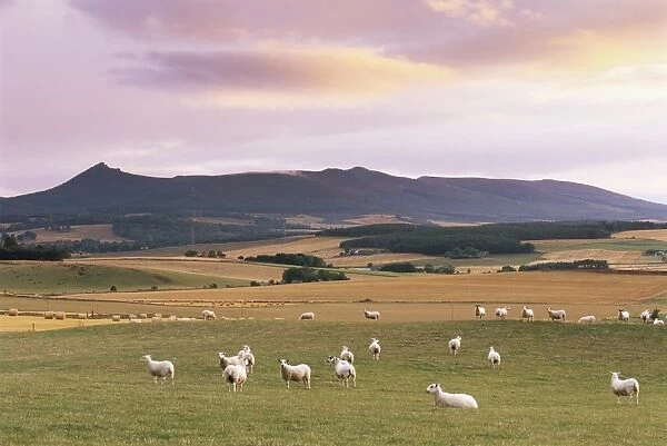 Fields and sheep near Oldmeldrum