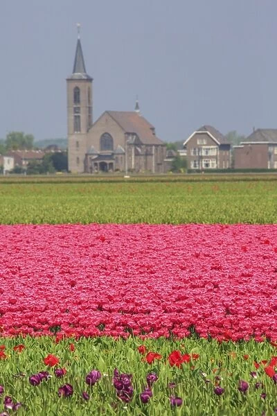 Fields of tulips colour the landscape and frame the village in background, Keukenhof Park