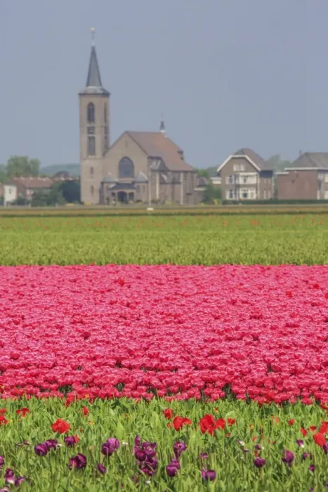 Framed Print : Fields of tulips colour the landscape and frame the village in background, Keukenhof Park