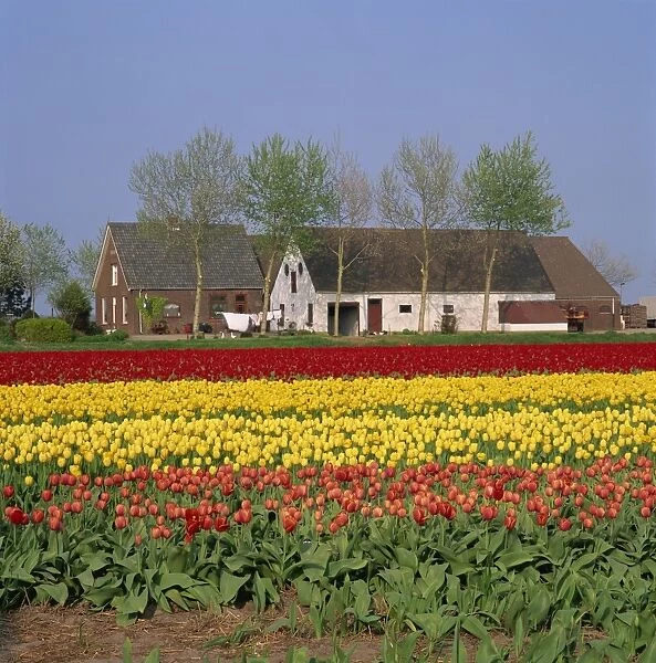 Fields of tulips in Holland